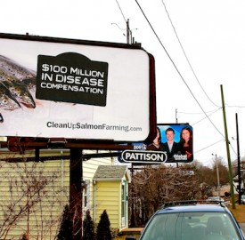 Billboards like this one in Halifax are drawing attention to unsustainable fish farming practices occurring in the Atlantic Ocean. Photo by Mike Bardsley.
