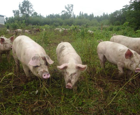 pigs