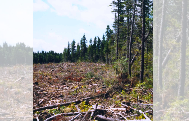 New Brunswickers call for ban on herbicide spraying of the public forest