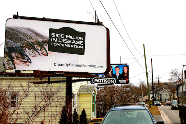 Billboards like this one in Halifax are drawing attention to unsustainable fish farming practices occurring in the Atlantic Ocean. Photo by Mike Bardsley. 