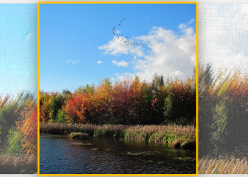 A compromise between preservation and full-blown urbanization: the UNB Woodlot