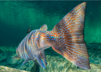 Feds approve plan to dump Sisson Mine waste into Atlantic salmon habitat