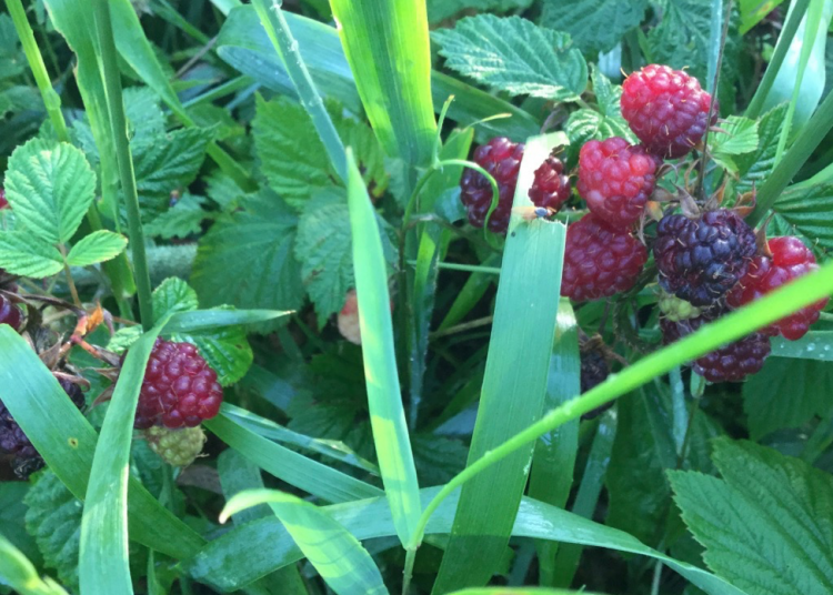 Go east, young woman – A letter from New Brunswick’s future #5