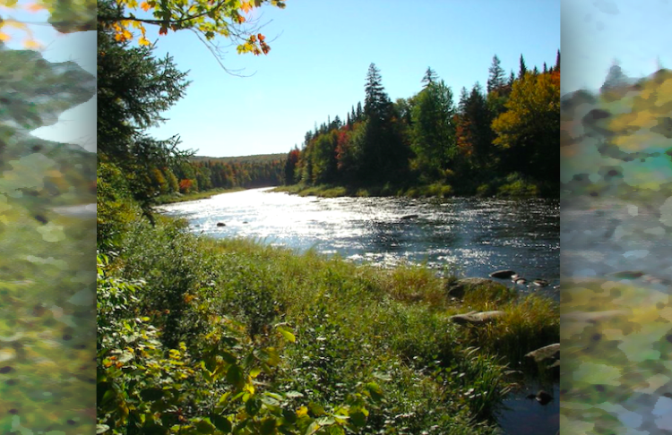 May the Forest be with you: community forestry confronts corporate control of NB forests