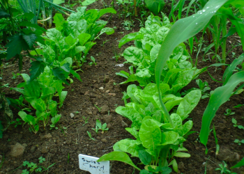 Moving forward on rural community food security in New Brunswick