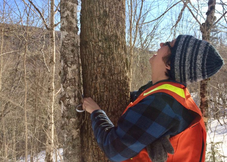 Community Forests International preserves unique Acadian forest near Sussex