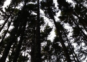 Wolastoqey First Nations take New Brunswick to court for violating treaty right to harvest timber for a moderate livelihood