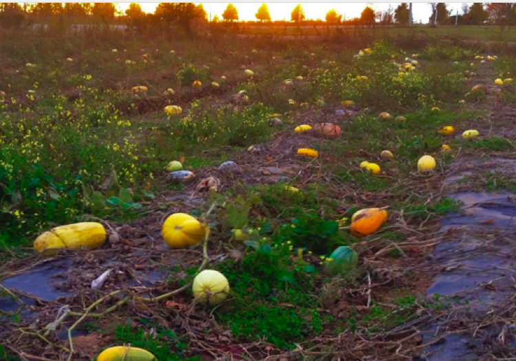 After COVID-19: Feeding a broken food system in New Brunswick’s land of opportunities