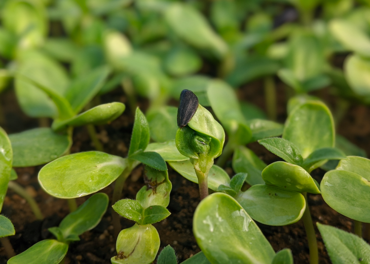 Why “saying no to GMO” is good for the small farms and the environment