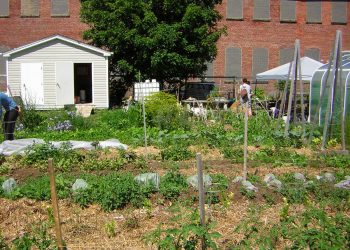 Are you living in a food desert in New Brunswick?