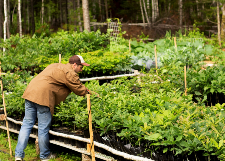 A visit to Liberty Tree Nursery in New Brunswick