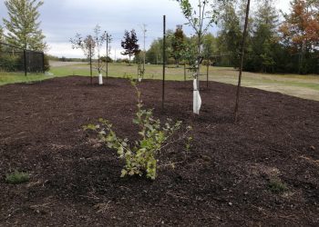 Food for the future: food forests in New Brunswick