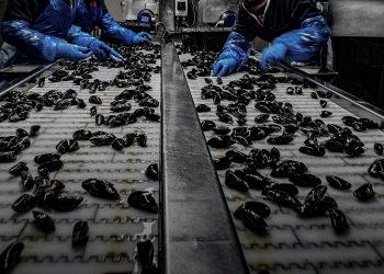 Profits trump COVID-19 protections for migrant seafood workers in Atlantic Canada