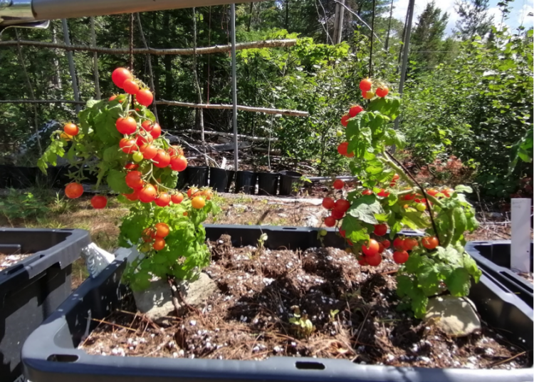 40 ways to increase food sovereignty this season