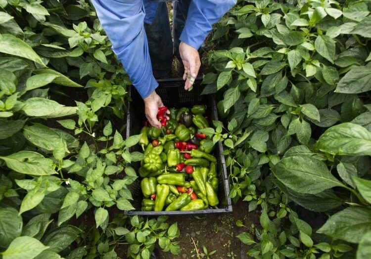 Maine is the first U.S state to gain a constitutional right to food – Where is New Brunswick on this issue?