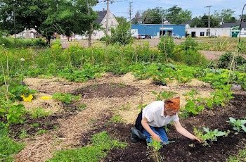 Green thumbs share harvest at urban communal garden in Moncton