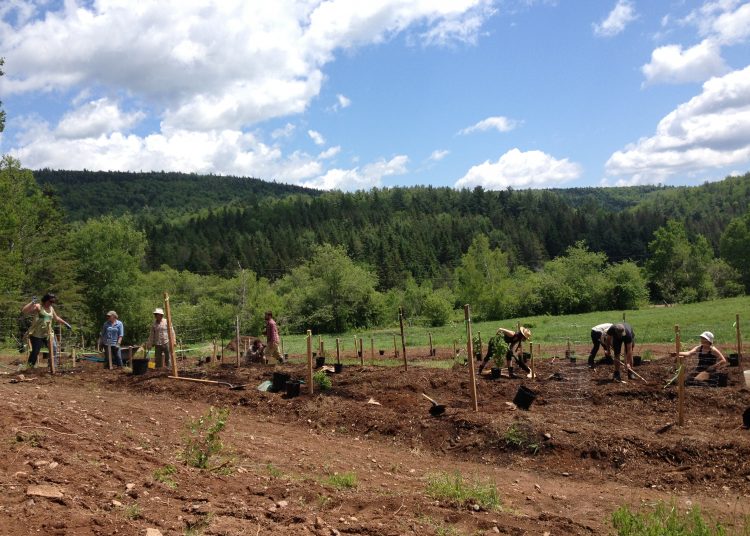 Land ‘buy back’ at Whaelghinbran Farm is protecting the Acadian forest