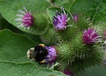 Time to rethink the common burdock, a ‘nuisance’ plant that’s actually a viable food option