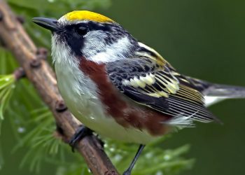Birds in what’s left of New Brunswick’s forests