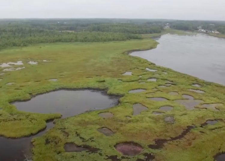 Pouvons-nous nous permettre de continuer à éliminer les zones humides au Nouveau-Brunswick?