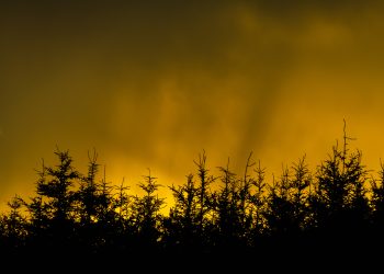 Borealization of New Brunswick’s forest revisited