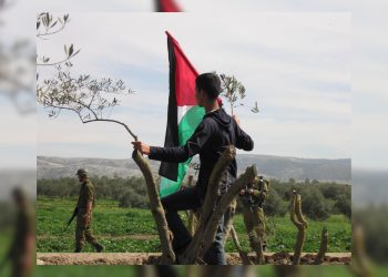 Palestinian flag in destroyed olive tree in Ramallah and al-Bireh Governorate