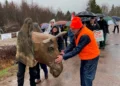 A group of protesters walk down a wet road under umbrellas. In the foreground, a person wears a large, brown, sculpted moose head mascot. A man in an orange safety vest and hat reaches out to pet the moose head.