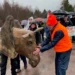 A group of protesters walk down a wet road under umbrellas. In the foreground, a person wears a large, brown, sculpted moose head mascot. A man in an orange safety vest and hat reaches out to pet the moose head.
