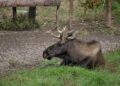 Study to look at how glyphosate, DDT impact province’s moose