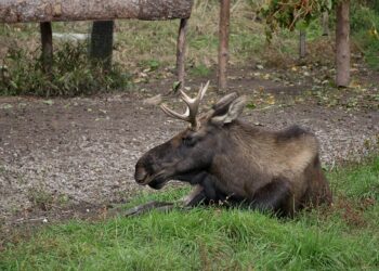Study to look at how glyphosate, DDT impact province’s moose