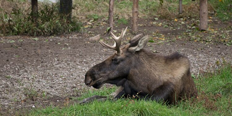 Study to look at how glyphosate, DDT impact province’s moose