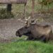Study to look at how glyphosate, DDT impact province’s moose